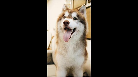 "Bone Appétit: The Dog Who Cooked His Way to Fame"
