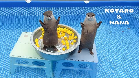 The otters are thrilled with the new pool and slide!