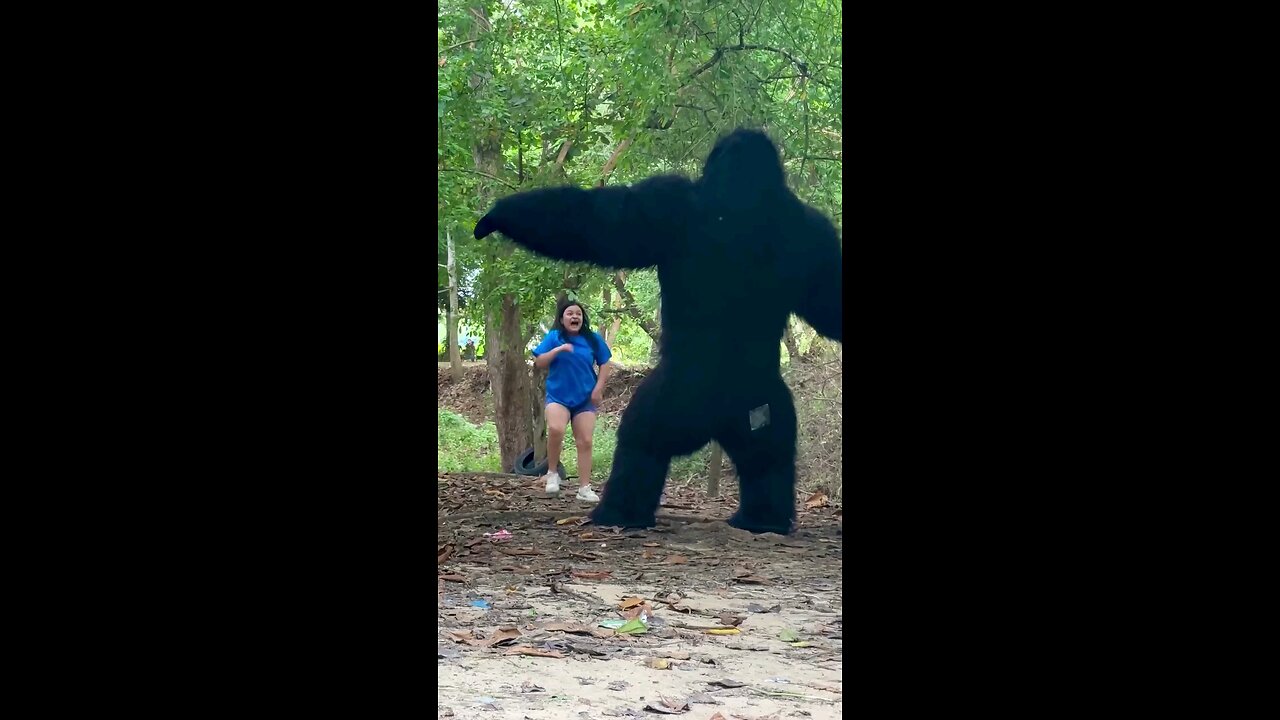 Chimpanzee