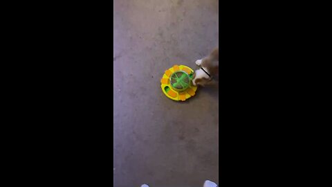 Puppy learning