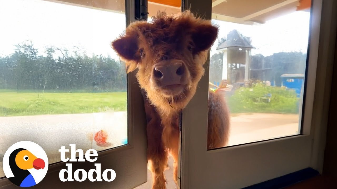 Mom Sneaks Cows Into The House | The Dodo