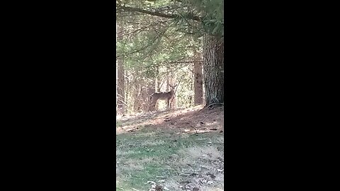 Deer