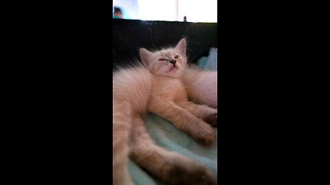 Nighty-Night