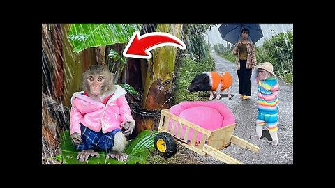 Very touching moments of baby monkey YiYi's family