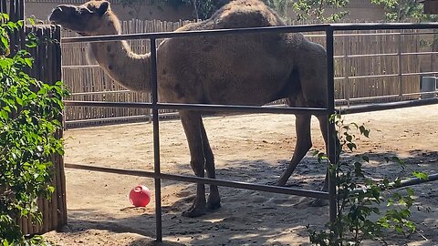 I recorded Camel 🐪 on my iPhone September 18 2025
