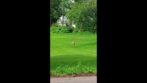 deer 1of5