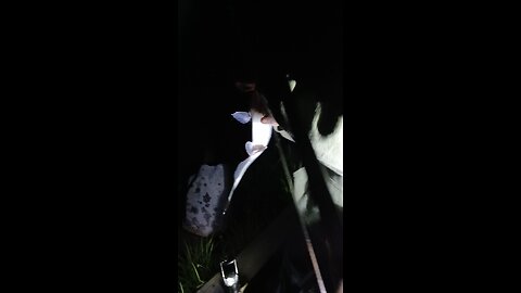 catfishing
