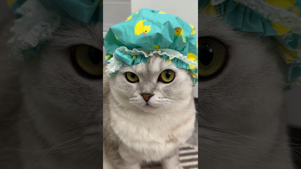 AWW cute cat videos