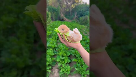 Cute rabbit in the palm of your hand Cute pet debut plan Rabbit is so cute