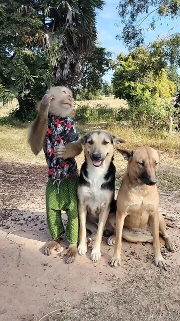 Best SokYaa, OG, Pao & Mom Are Videomous Around The World #shorts #anime #trend #edit