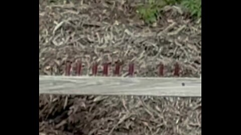 Shooting 10 Shotgun Shells Placed on a Board 10 Yards Away