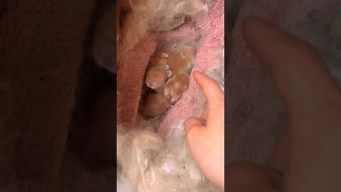 A naughty little breast rabbit, cute pet rabbit, pastoral cute pet
