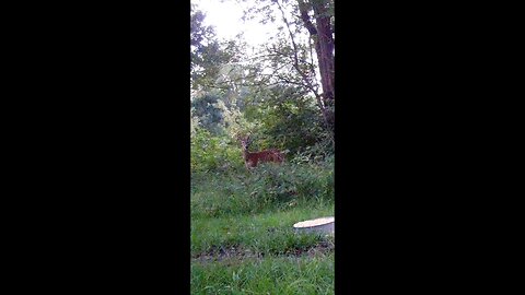 Deer Cam Photos Taken August 2020 Of Nice Buck Game Cam Trail Camera