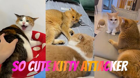 So Cute & Funny Cats 🐱💖 | The All-Out Kitty Attacker