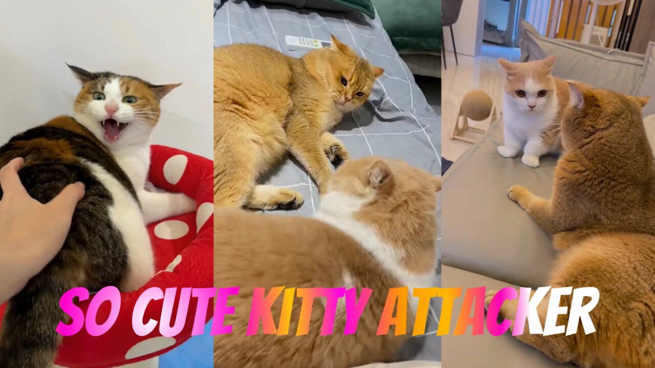 So Cute & Funny Cats 🐱💖 | The All-Out Kitty Attacker