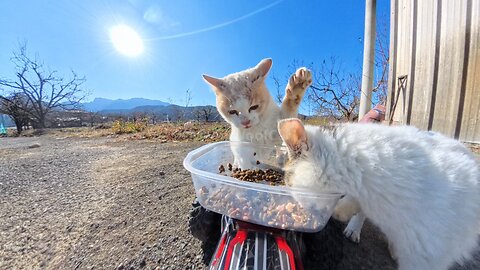 What happens when the top-ranked cat shows up