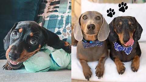 Naughty Dachshund Dog Video Compilation Try To Not Laugh weiner dog miniature Sausage Dog video