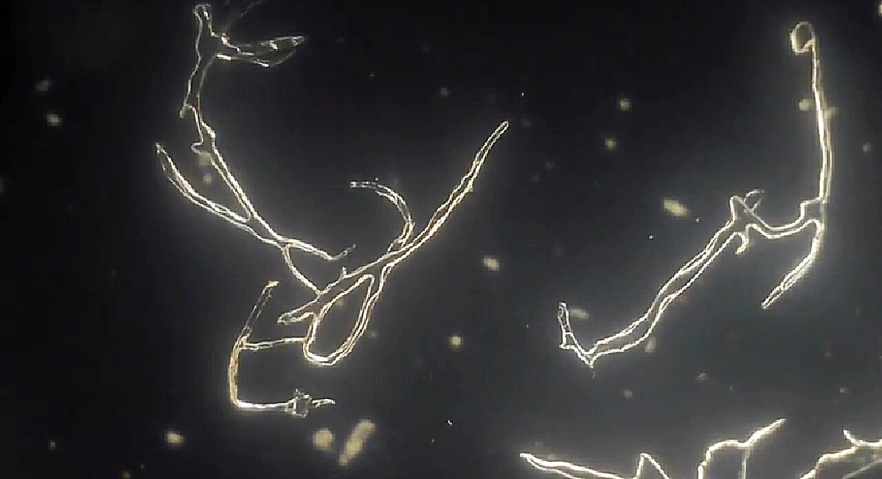 FUNGUS ON TAP - TAP WATER FIBERS - TURPENTINE EXPERIMENT ☠️