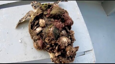 Rescue sea turtle removing monster barnacles