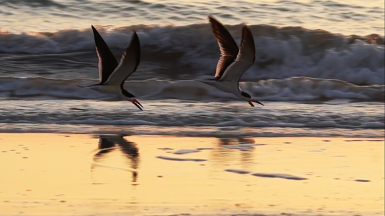 Black Skimmer Pair Skims the Shore