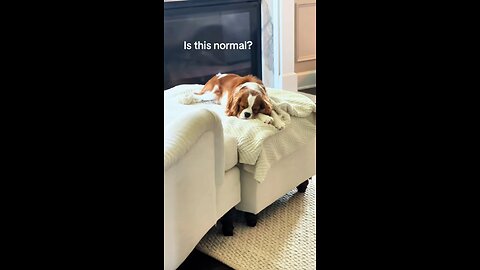 Dogs that dream.