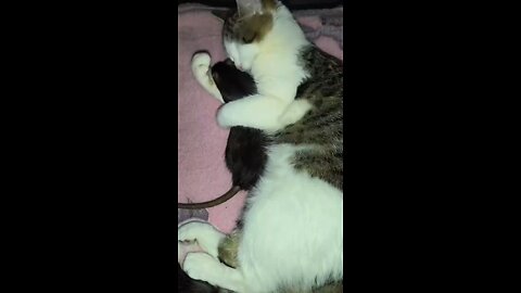 The mouse and the cat are playing.