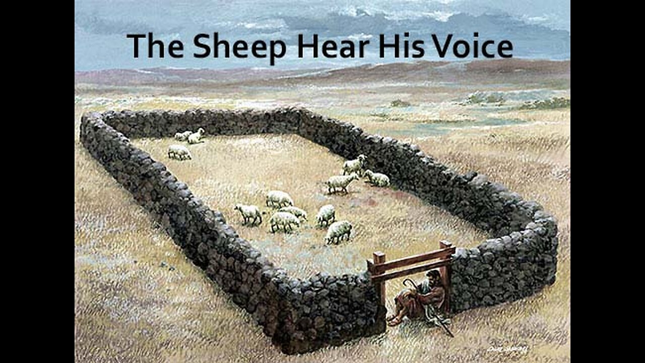The Sheep Hear His Voice