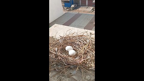pigeon eggs 🥚🥚