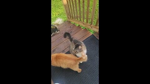 😺 🐱 😸 🐈 cat feed time!