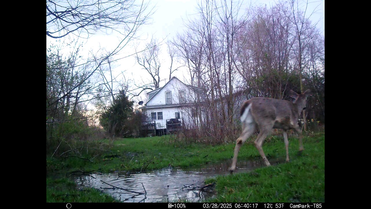 Deer Cam 03-28-2025