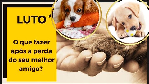 Luto e Amor: Enfrentando a Perda do Seu Pet com Coragem 💔❤️