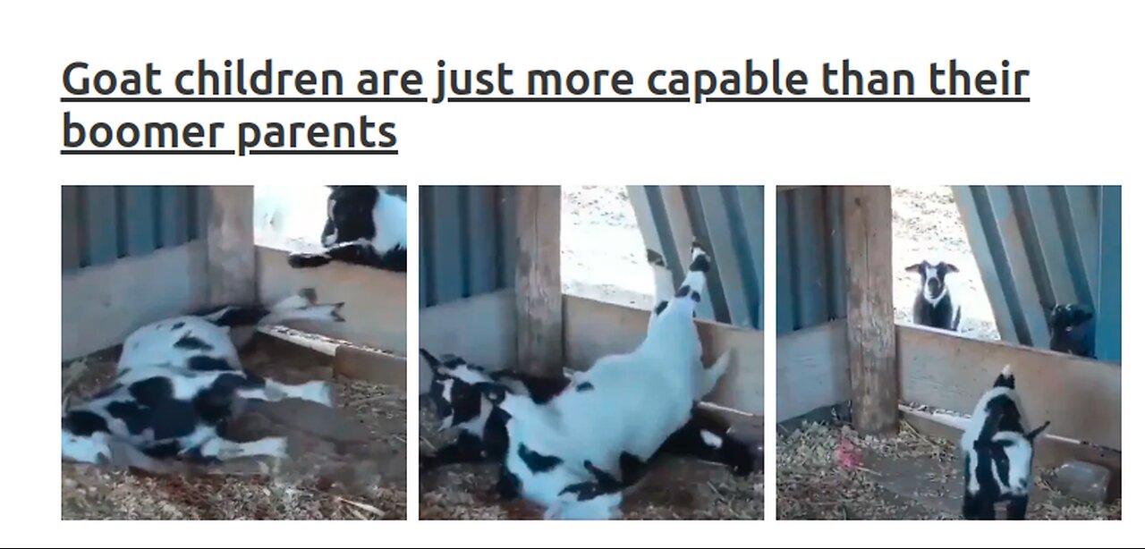 Goat kids are athletic. Their parents are something else...