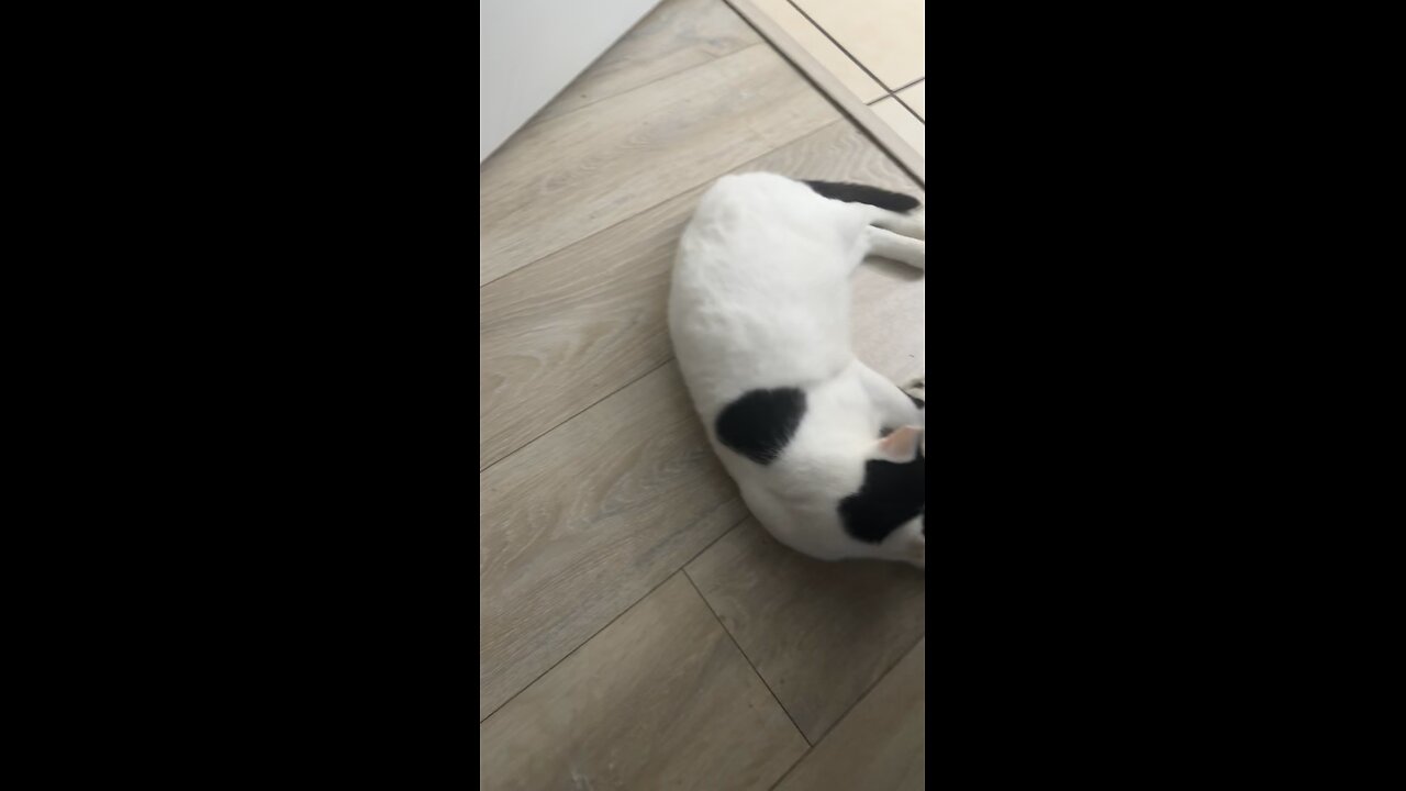 Pablo the cat