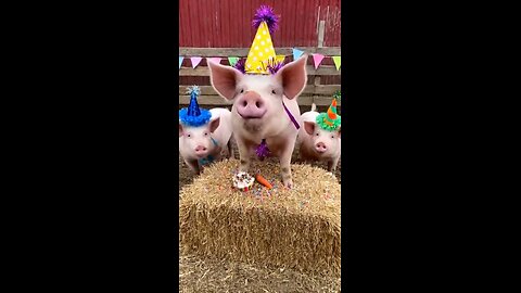 Pig party funny