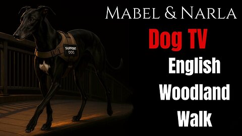 Dog TV: Mabel & Narla Walks | English Woodland Walk | Greyhound POV Walk | TV For Lonely Dogs
