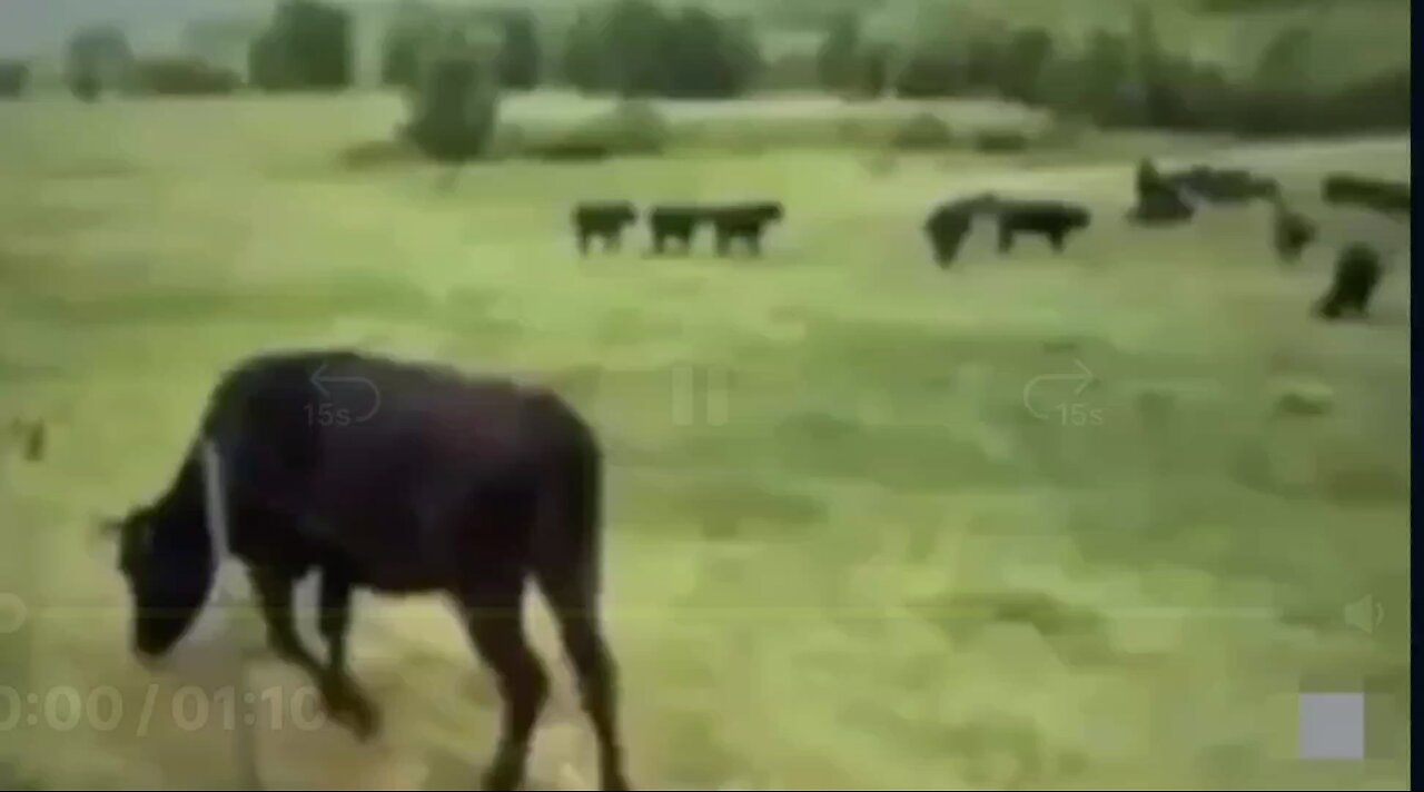 UFO Cattle Abduction