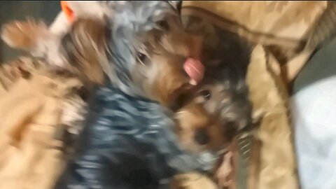 Adorable Batman Tends to His Brother's Ear Injury #batman #chewy #funnydogs #yorkie