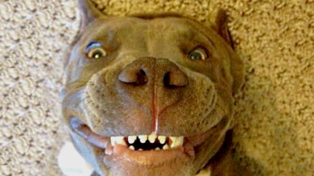 Funniest Animal Videos Ever (Part 19)