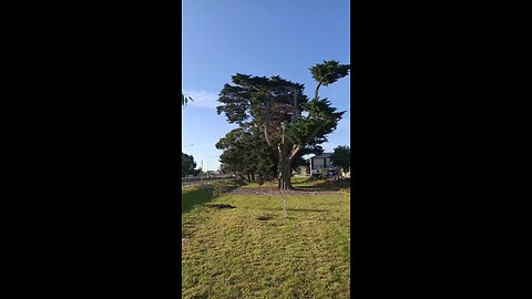 SUN GRASS TREE BRANCHES SHADES SHAPES LONE BIRD ME & YOU LET'S EXPLORE TOGETHER LIFE'S MEANING
