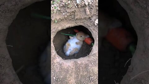 There is a little rabbit in the hole. Cute pet debut plan. Rabbit. Pastoral cute pet.