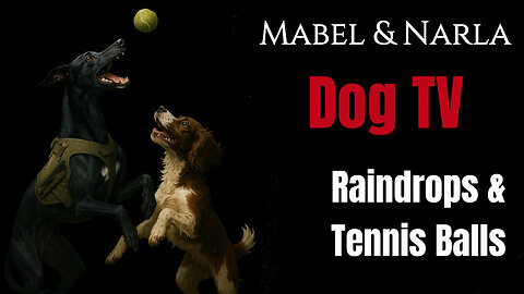 Dog TV: Mabel & Narla Walks | Raindrops & Tennis Ball Fun | Greyhound POV 4K Walk & Playtime