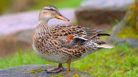 Last of the Gadwall Duck Couple