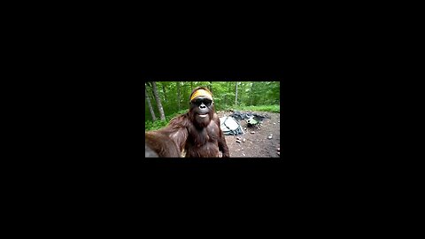 Bigfoot finds bag