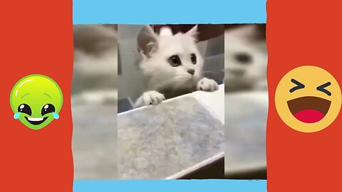 funny animals video 7 😂😍😁