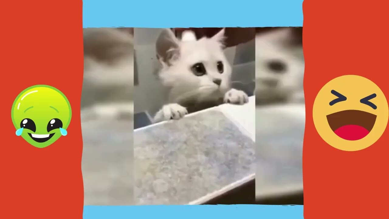 funny animals video 7 😂😍😁