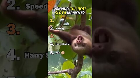 Ranking The Best Sloth Moments