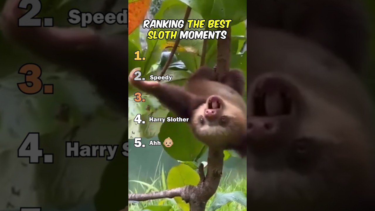 Ranking The Best Sloth Moments