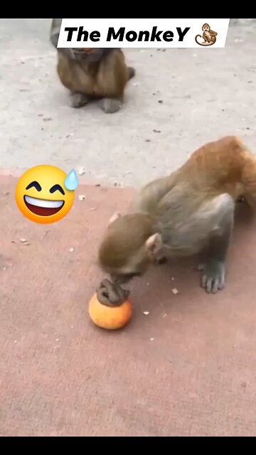 monkey 🐒