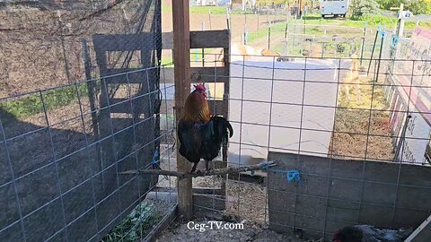 Graham Family Farm: 8:50 AM April 18 2025