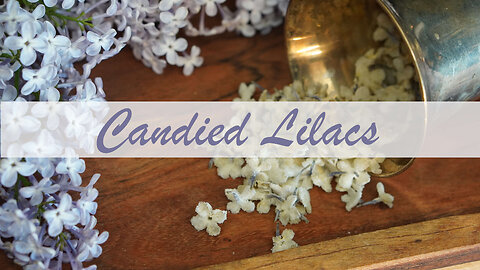How to Make Candied Lilacs